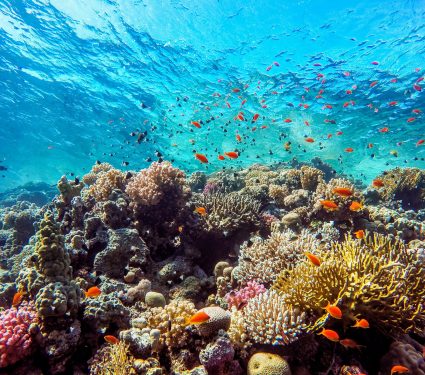 2025/06/World-Reef-Day.jpg