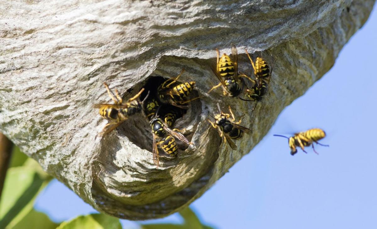 What are Japanese wasp larvae really eating? Hundreds of species identified