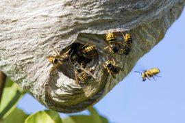 2025/06/Wasp-larvae.jpg