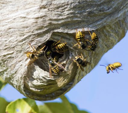 2025/06/Wasp-larvae.jpg