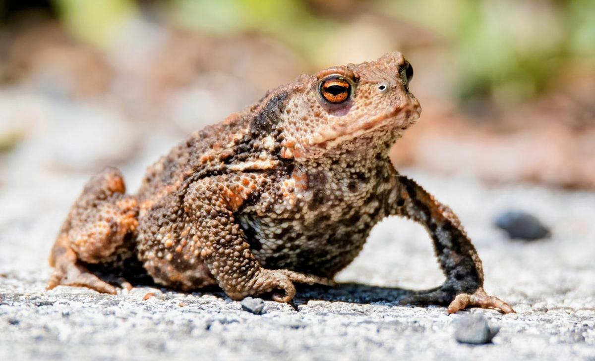 Saving amphibians: Wildlife tunnels prevent road deaths