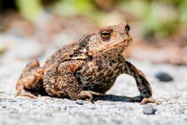 2025/06/Amphibian-deaths.jpg
