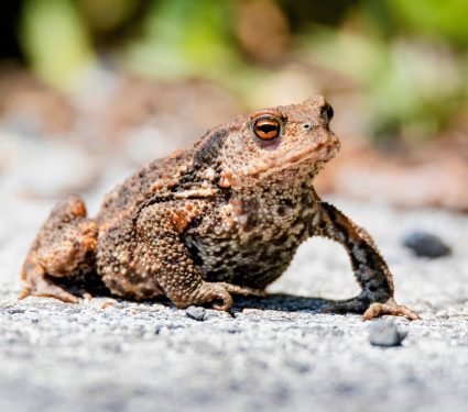 2025/06/Amphibian-deaths.jpg