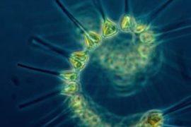 2025/06/Plankton-Ocean.jpg
