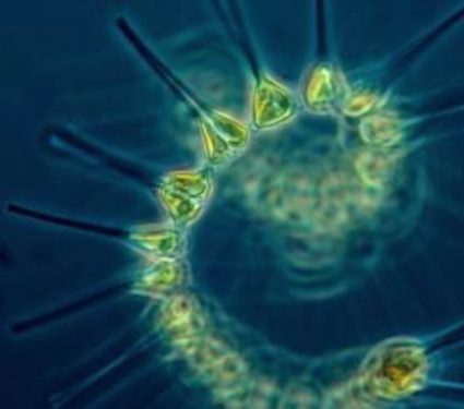 2025/06/Plankton-Ocean.jpg