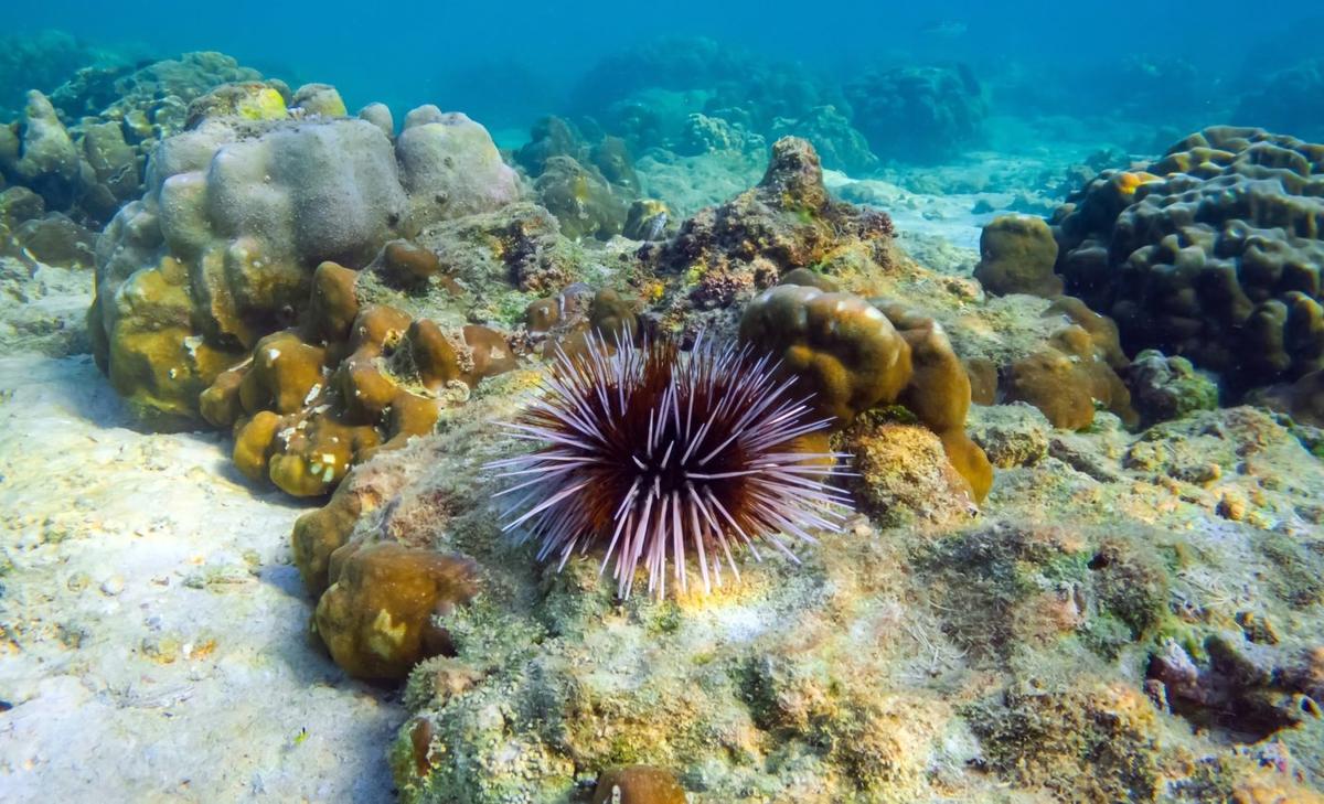 Coral reefs can’t survive rising sea urchin numbers