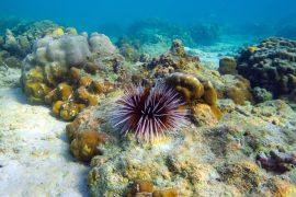 2025/06/Reefs-urchins.jpg