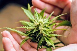 2025/06/Cannabis-genome-1.jpg