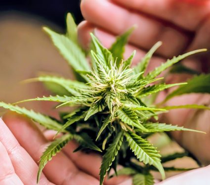 2025/06/Cannabis-genome-1.jpg
