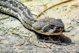 2025/06/Puff-adders3.jpg
