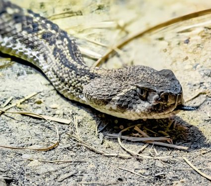 2025/06/Puff-adders3.jpg