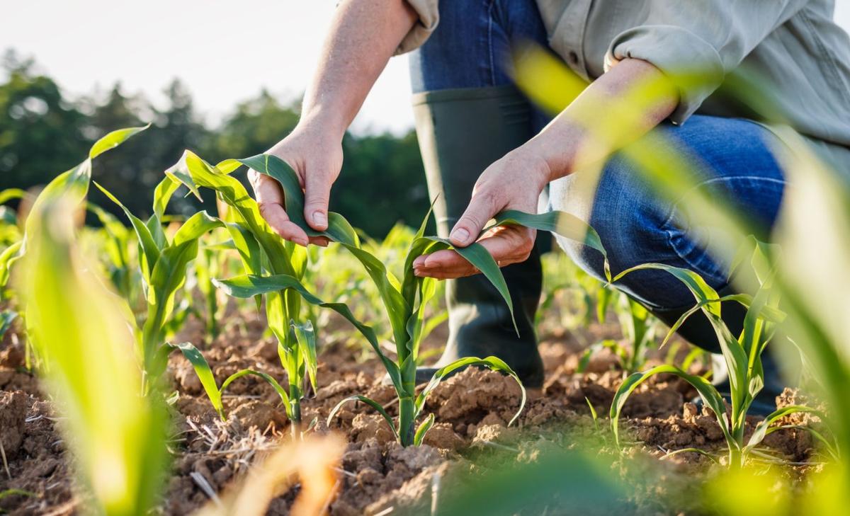 Genetic fixes may save crops from climate stress