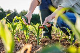 2025/06/crops-and-climate.jpg