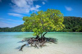 2025/06/Mangrove-climate--1.jpg