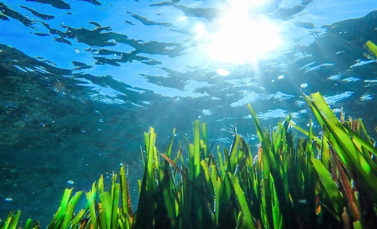 Seagrass bubble sounds can be used to measure carbon storage