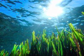 2025/06/Seagrass-carbon-.jpg