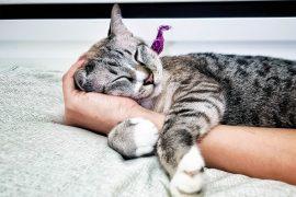 2025/06/cat_purring_genetics_1m.jpg