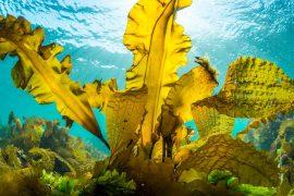 2025/06/World-Seaweed-Day.jpg