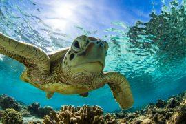 2025/06/great-barrier-reef.jpg