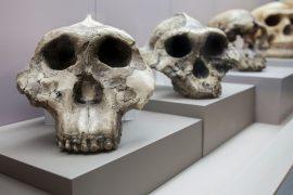 2025/06/Paranthropus-robustus.jpg
