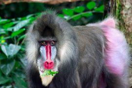 2025/06/baboons-walking.jpg