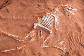 2025/06/Fossil-History.jpg