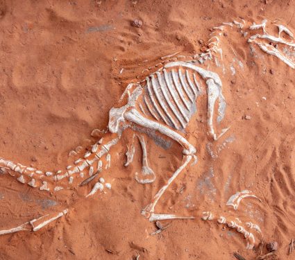 2025/06/Fossil-History.jpg