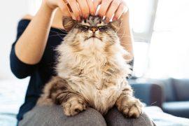 Woman's,Hands,Hugging,And,Scratching,A,Fluffy,Gray,Cat,,Pet,