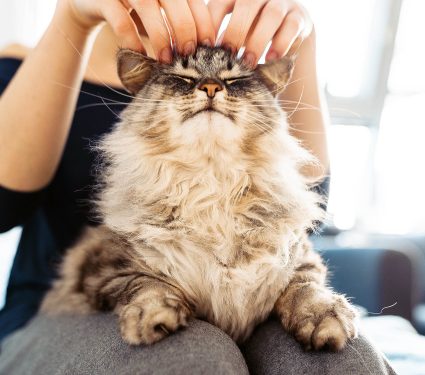 Woman's,Hands,Hugging,And,Scratching,A,Fluffy,Gray,Cat,,Pet,
