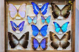 2025/06/Specimens-pollution.jpg