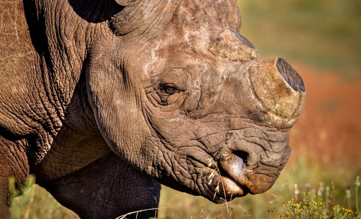 Dehorning rhinos significantly cuts down on poaching
