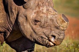 2025/06/dehorned-rhino.jpg