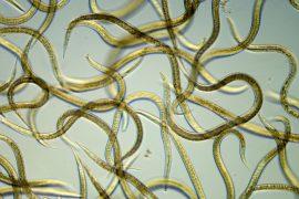 2025/06/nematode-towers.jpg