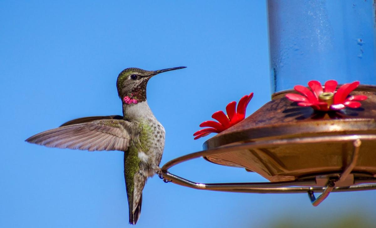 Birds are consuming alcohol more often than we realized