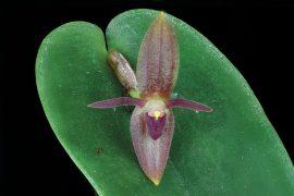 2025/06/Orchids-clone2.jpeg