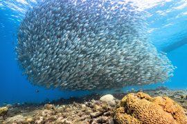 2025/06/Small-fish2.jpg
