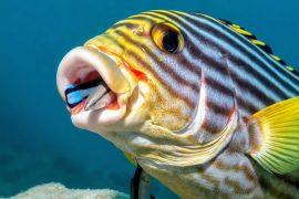 2025/06/Cleaner-fish.jpg