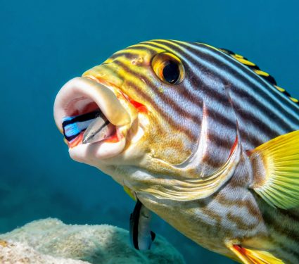 2025/06/Cleaner-fish.jpg