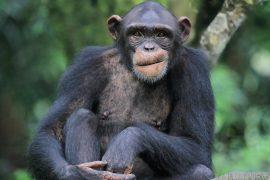 2025/06/Chimpanzee-diseases.jpg