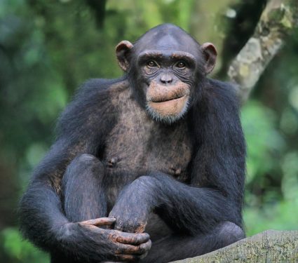 2025/06/Chimpanzee-diseases.jpg