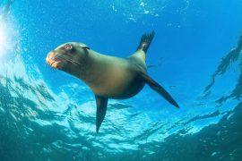 2025/06/Marine-megafauna.jpg