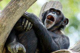 2025/06/Chimpanzees-yawn.jpg