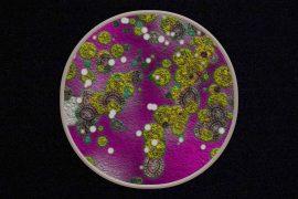2025/06/gold-eating-fungus-asteroid-mining.jpg