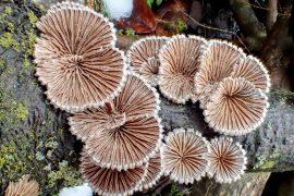 2025/06/Mushroom-materials2.jpg