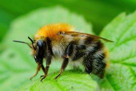 2025/06/Bee-queen-pause.jpg
