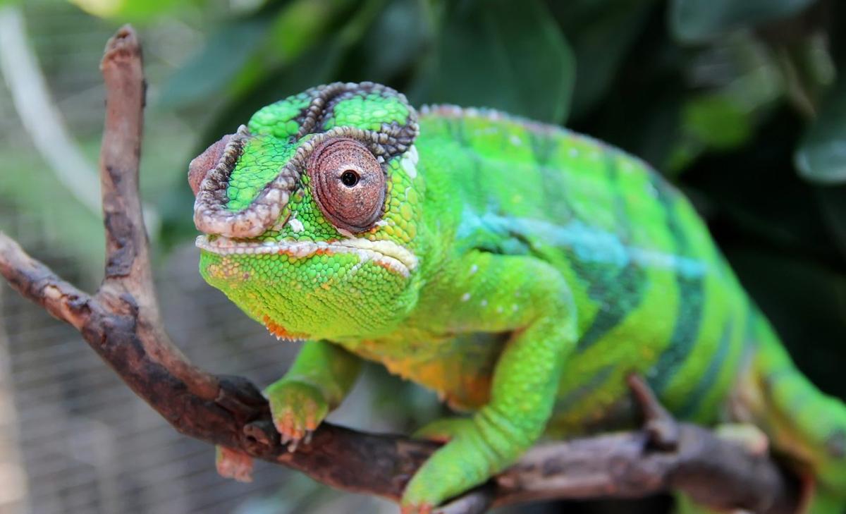 How lizards help keep Madagascar's forests alive