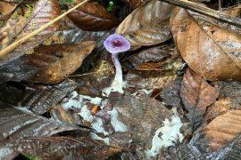 2025/06/fungi.jpg