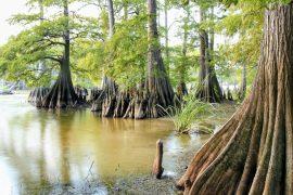 2025/06/Cypress-trees-climate.jpg