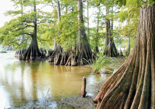 2025/06/Cypress-trees-climate.jpg