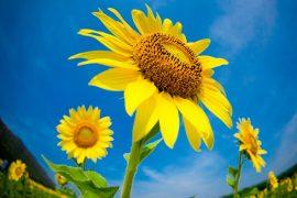2025/06/Solstice-plant-growth.jpg